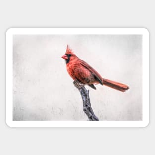 Male Northern Cardinal on a Snag Sticker